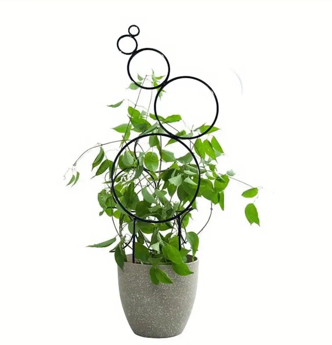 Guías para plantas